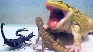 Giant Asian Bullfrogs Favorite Big Tree Lizard! Asian Bullfrog Live Feeding