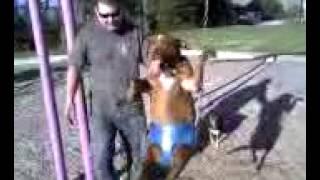 Huge Dog Tommy Swinging at park part 1