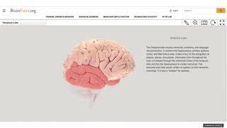 Brain Awareness Week Online: Memory and the Brain