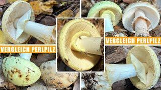 Gelber Knollenblätterpilz giftig? Zitronengelber Knollenblätterpilz, Zitronenknolli, Amanita citrina