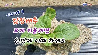 늦더위때 김장배추 크게 키우기 위한 첫 방제 시기.The first time to control kimchi cabbage in an abnormal climate.