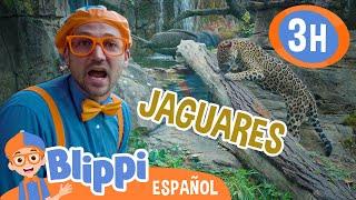 Jaguares con Blippi en el zoologico | Blippi Español | Videos educativos para niños