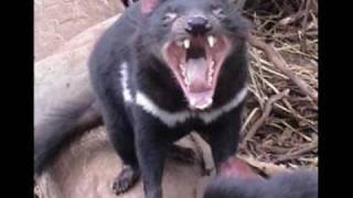 Help! Tasmanian devil タスマニアデビル【デビルマン】