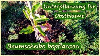 Unterpflanzung für Obstbäume - Baumscheibe bepflanzen