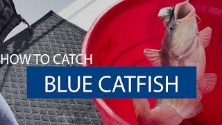 How to Catch Blue Catfish