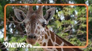 Baby animal alert! Denver Zoo giraffe is expecting