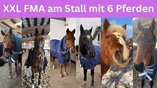 XXL FMA am Stall mit 6 Pferden ​​ | Marina Schuster