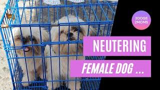 Neutering female dog at PPBCC