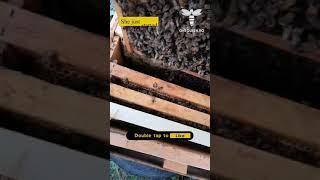 This is how a Queen Bee crown looks like  #bee #beekeeping #queenbee #onequeen