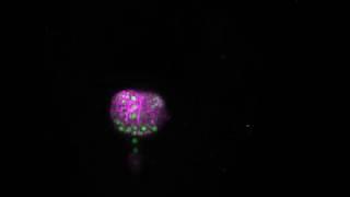 Live-Cell Imaging of Zygote Division and Embryogenesis