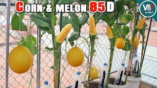 How to Grow Melon and Sweet Corn in a Container: Step-by-Step Guide from Seed to Harvest