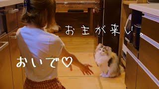 撫でてもらいたくて主の後ろでずっと待ってる愛猫が愛おしいから、こねくり回しました｜ノルウェージャンフォレストキャット