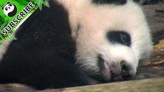 A sleepy panda and its rolling eyes!