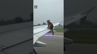 Raccoons Outsmart the City - The Urban Tricksters of Nature #shorts #facts