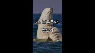 포유류 - 30 벨루가 (Beluga whale)