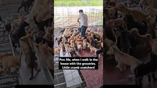 I hope he can feed all of them #shorts #memes #funny