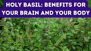 12 BENEFITS OF HOLY BASIL FOR HEALTH