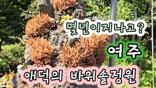 몇년지나 다시찾은 여주 금사면 애덕의 바위솔정원 역시 정원엔바위솔