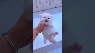 Miavvvvv #cats #cat #sevda #catvideos #funny #sevgi #pets #huzunlu #cute #asksozleri