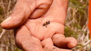 Beekeeping | Producing superior honey in Antigua and its impact on crop farming