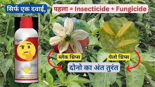 How to control Thrips and Fungus sirf ek dawai se | control black thrips #Aasankheti #thrips