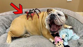 PRANKING my CUTE BULLDOG with ROBOT SPIDER! MY DOG REACTS to FAKE SPIDER ROBOT! LOLA The Bulldog