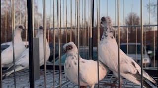 Rynek  Targ  Giełda Łomża 01/12/2024 #gołębie #pigeon #birds #kury #market #króliki #ptaki #zwierzę