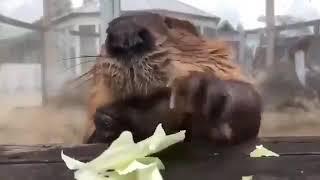 Beaver eating a 