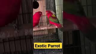 Beautiful Exotic Parrot #beautiful #exotic #parrot #sarfaraztaimoor