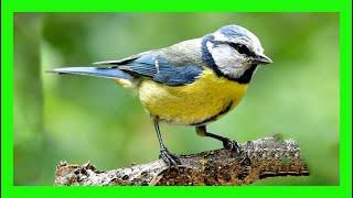 Blue Tit Song! Blue Tit Call! Blue Tit Voice! - Herrerillo Común Canto - Cyanistes Caeruleus