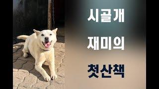 시골개 재미의 첫 산책