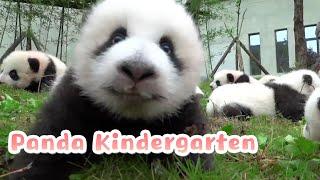 【If Pandas Can Talk】Episode 4 Panda Kindergarten | iPanda