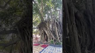 Священный баньян #дерево #баньян #Шива #Господь #tree #Shiva #banyan #mayapur #shorts #lordshiva