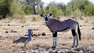 Oryx And Gemsbok: Africa's Graceful Desert Antelope | The Desert Nomad