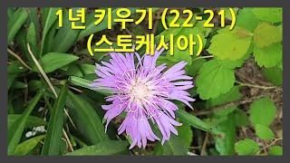 1년 키우기 22-21 (스토케시아) This is how the Stokesia laevis change over the course of a year.