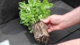 Basil Hack:  Supermarket Plant Propagation