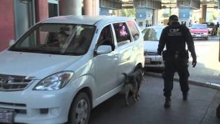 U.S. Customs and Border Protection K-9 (Search dog) teams in action