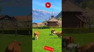 mutlu inekler #happy #animallover #switzerland #shortsfeed #shorts #viralshorts #ensflix #milka