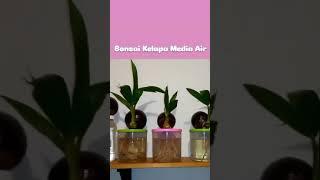 #bonsai kelapa media air# by pa Hendrik