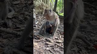 Lovely mother monkey breastfeeding baby #0270