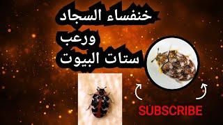 Carpet beetle and the horror of Sitt Al-Bayt