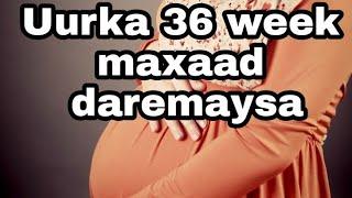 Uurka 36 week maxaad daremaysa iyo ilmaha xalkodu maxa iska badalaay