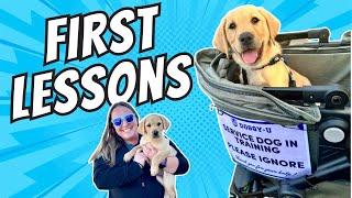 Service Dog Training: Puppy's First Week Home