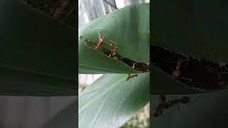 Weaver ants (genus Oecophylla) repairing a hole in their nest #shorts #ants