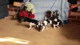 Toy Fox Terrier Puppies For Sale