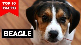 Beagle - Top 10 Facts