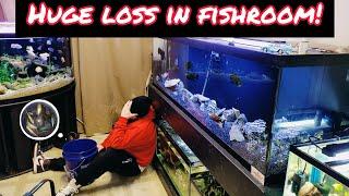 HORRIBLE LOSS IN FISH ROOM FROM WATER CHANGE'S!!