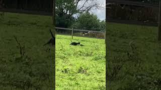 Dog catches rabbit ?