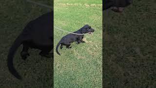 Missy leads the walk. Labrador retriever