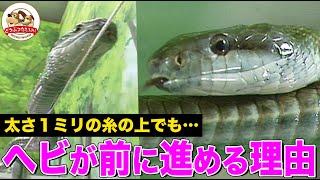 【お腹全体が足】ヘビはなぜ移動できる？油を引いた床や糸の上でも進める？アイススケートとの共通点も明らかに！【どうぶつ奇想天外／WAKUWAKU】